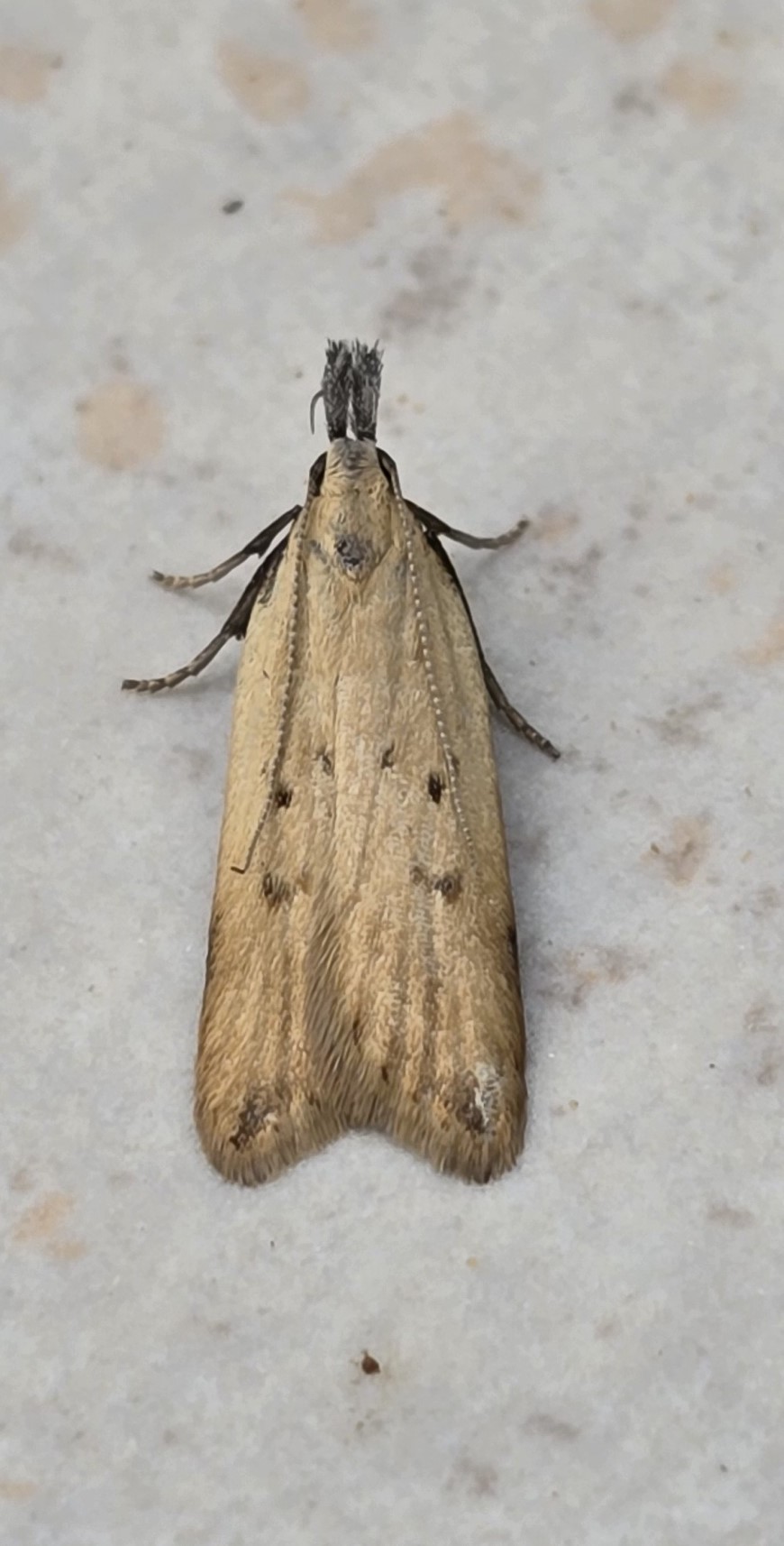 Photo of Dichomeris limosellus